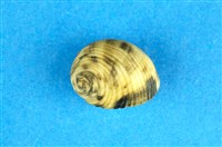 藏品(粗紋蜑螺)的圖片